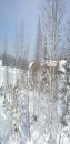 Birke - Betula verrucosa u. pubescens (2) * 729 x 1486 * (463KB)